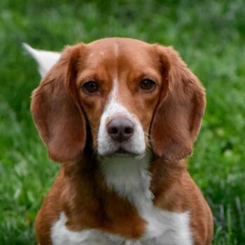 Beagle Dogs Available for Adoption in Indianapolis, Indiana - Willow | PetCurious