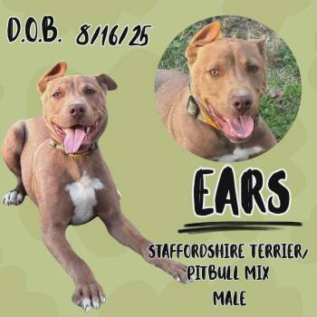 American Staffordshire Terrier Dogs Available for Adoption - Ears | PetCurious