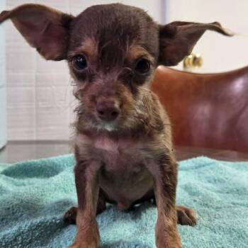 Doc -  Chihuahua and Miniature Schnauzer Dog for Adoption in Tylertown, Mississippi - Doc | PetCurious