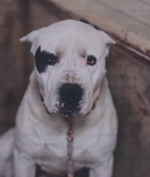Diego + -  Dogo Argentino Dog for Adoption in Fort Madison, Iowa - Diego + | PetCurious