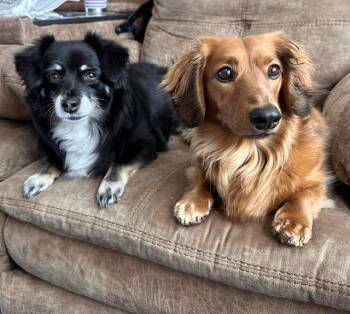 Rescue Dachshund Dogs for Adoption in Los Angeles, California - George - Bonded With Gracie - Las Vegas | PetCurious