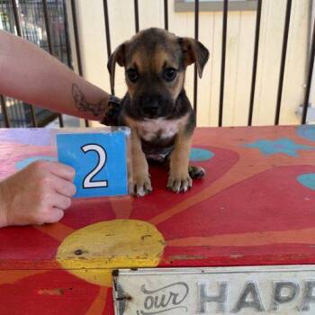 Pop -  Mixed Breed Dog for Adoption in Bellmawr, New Jersey - Pop | PetCurious