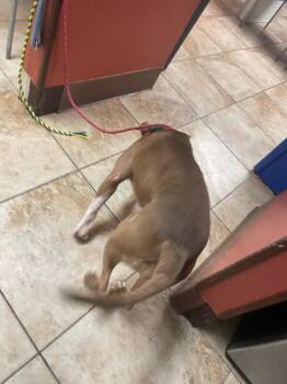 Stormi (actual) -  Mixed Breed Dog for Adoption in Cincinnati, Ohio - Stormi (actual) | PetCurious
