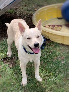 Rescue Mixed Breed Dogs for Adoption in San Leon, Texas - Sandy | PetCurious