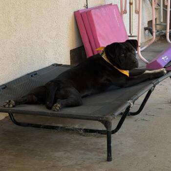 Maggie -  American Staffordshire Terrier Dog for Adoption in Turlock, California - Maggie | PetCurious