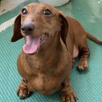 Starr -  Dachshund Dog for Adoption in Krum, Texas - Starr | PetCurious