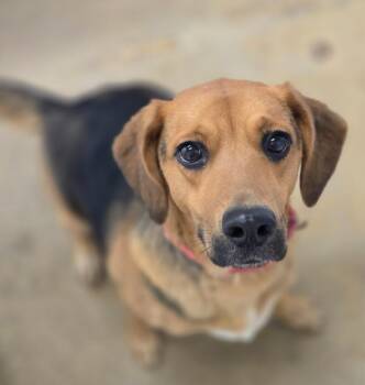 Beagle and German Shepherd Dog Dogs Available for Adoption in Viroqua, Wisconsin - Tinkerbell | PetCurious