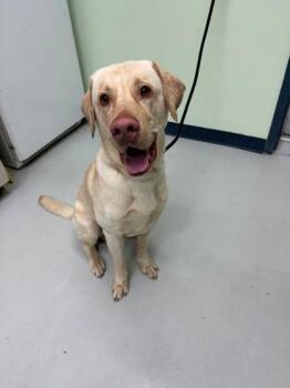 Labrador Retriever Dogs Available for Adoption - Hoove | PetCurious