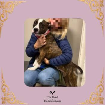 Juno -  American Staffordshire Terrier and Mixed Breed Dog for Adoption in Cumberland, Rhode Island - Juno | PetCurious
