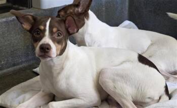 BENNY -  Terrier Dog for Adoption in San Antonio, Texas - BENNY | PetCurious