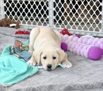 Labrador Retriever and Carolina Dog Dogs Available for Adoption - Ranger | PetCurious