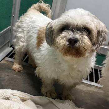 Lulu -  Shih Tzu Dog for Adoption in Trenton, Missouri - Lulu | PetCurious