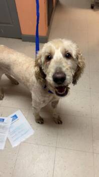 Miley -  Golden Retriever and Poodle Dog for Adoption in Morgantown, Kentucky - Miley | PetCurious