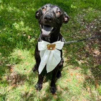Libby -  American Staffordshire Terrier Dog for Adoption in Pittsburgh, Pennsylvania - Libby | PetCurious