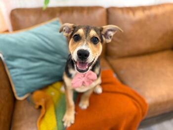 Pit Bull Terrier and Labrador Retriever Dogs Available for Adoption in Friendswood, Texas - Sweet Pea | PetCurious