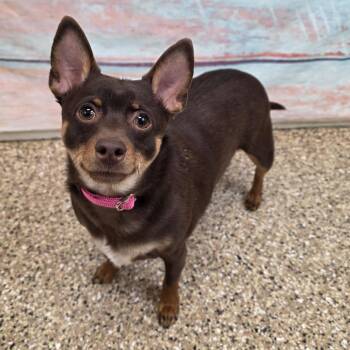 Chihuahua and Mixed Breed Dogs Available for Adoption in Cheyenne, Wyoming - Romeo | PetCurious
