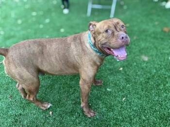 Creed -  American Bulldog and Mixed Breed Dog for Adoption in Gainesville, Florida - Creed | PetCurious