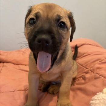 Shammy 7658 -  Mixed Breed Dog for Adoption in Loxahatchee Groves, Florida - Shammy 7658 | PetCurious