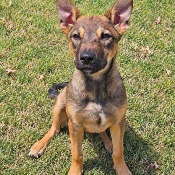 Alan -  German Shepherd Dog Dog for Adoption in Broken Arrow, Oklahoma - Alan | PetCurious