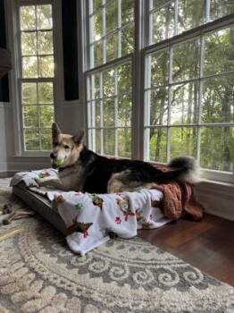 Danny -  Mixed Breed Dog for Adoption in Atlanta, Georgia - Danny | PetCurious