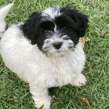 Shih Tzu Dogs Available for Adoption in Tylertown, Mississippi - Tuck | PetCurious