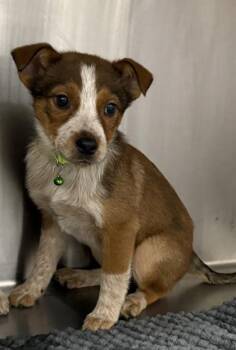 Fox Terrier and Mixed Breed Dogs Available for Adoption - Jasmine | PetCurious