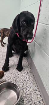 Velma -  Terrier Dog for Adoption in Athens, Tennessee - Velma | PetCurious
