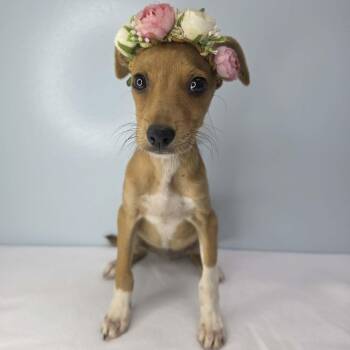 Tabbi -  Rat Terrier Dog for Adoption in Foley, Alabama - Tabbi | PetCurious