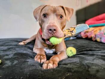 Rescue Pit Bull Terrier Dogs for Adoption in Carrollton, Texas - Lucky | PetCurious
