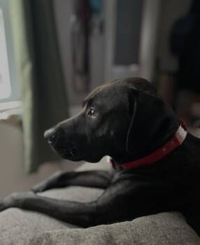 Black Labrador Retriever Dogs Available for Adoption in Sebring, Florida - Bubbles | PetCurious