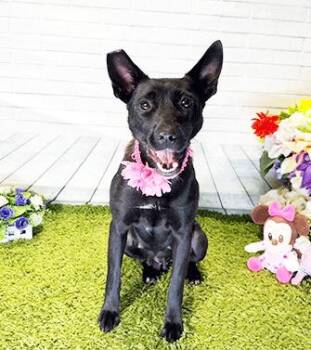 APRIIL -  Labrador Retriever Dog for Adoption in Castro Valley, California - APRIIL | PetCurious