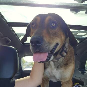 Steve -  Labrador Retriever and German Shepherd Dog Dog for Adoption in Tacoma, Washington - Steve | PetCurious