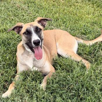 Kendall -  Shepherd and Mixed Breed Dog for Adoption in Houston, Texas - Kendall | PetCurious