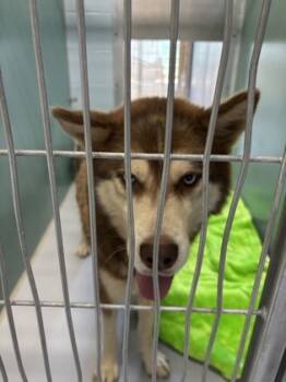 Rescue Siberian Husky and Mixed Breed Dogs for Adoption in Cumming, Georgia - Stuffin` 1782-25 | PetCurious