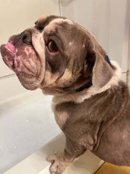 Eggroll -  English Bulldog Dog for Adoption in Pearland, Texas - Eggroll | PetCurious