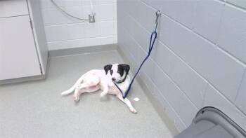 COPPER -  Pointer and Mixed Breed Dog for Adoption in Omaha, Nebraska - COPPER | PetCurious