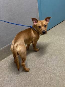 Dachshund and Mixed Breed Dogs Available for Adoption in Las Vegas, Nevada - SCRAPPY-DOO | PetCurious