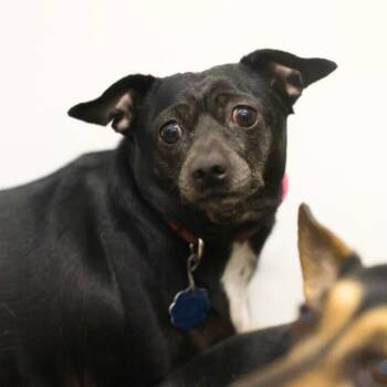 HEARTLEY -  Chihuahua Dog for Adoption in San Antonio, Texas - HEARTLEY | PetCurious