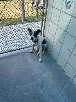FRODO -  Pit Bull Terrier and Mixed Breed Dog for Adoption in Corpus Christi, Texas - FRODO | PetCurious