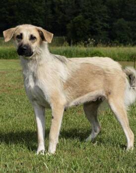 Sable -  Anatolian Shepherd Dog for Adoption in Irwin, Pennsylvania - Sable | PetCurious