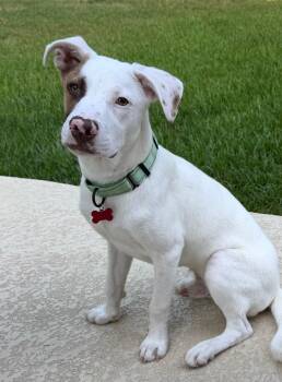 Spike, a.k.a. Petey -  Bull Terrier and American Staffordshire Terrier Dog for Adoption in Houston, Texas - Spike, A.k.a. Petey | PetCurious