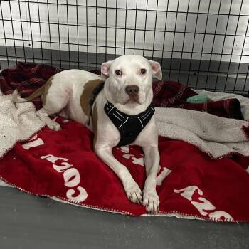 Lilo Pad -  Terrier and Mixed Breed Dog for Adoption in St. Louis, Missouri - Lilo Pad | PetCurious