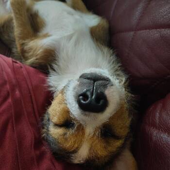 PENELOPE -  Cairn Terrier and Beagle Dog for Adoption in Kyle, Texas - PENELOPE | PetCurious