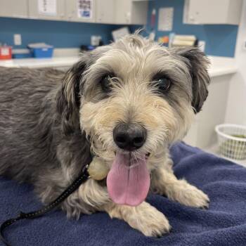 Pebbles -  Shih Tzu and Terrier Dog for Adoption in Winston-salem, North Carolina - Pebbles | PetCurious