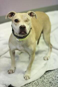 Seraphina in NH. Come Meet our Adoptable Dogs Wednesday-Saturday -  Terrier Dog for Adoption in Manchester, New Hampshire - Seraphina In NH. Come Meet Our Adoptable Dogs Wednesday-Saturday | PetCurious