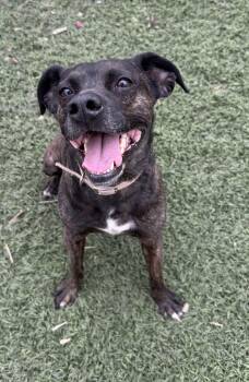 Mixed Breed Dogs Available for Adoption - Tommy | PetCurious