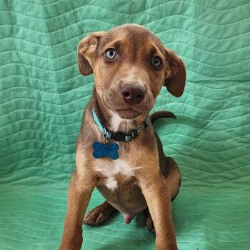 GEORGE -  Belgian Shepherd Malinois and Hound Dog for Adoption in San Angelo, Texas - GEORGE | PetCurious