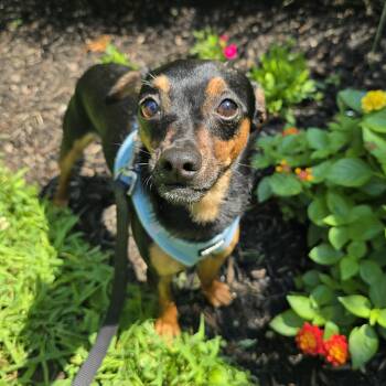 Rescue Chihuahua Dogs for Adoption in Wayne, New Jersey - Sparky | PetCurious