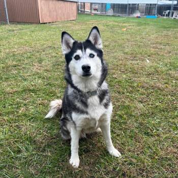 Rescue Husky Dogs for Adoption in West Jefferson, Ohio - Queenie | PetCurious