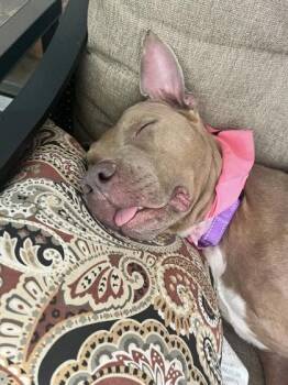 Caroline -  Terrier and Mixed Breed Dog for Adoption in Gainesville, Florida - Caroline | PetCurious